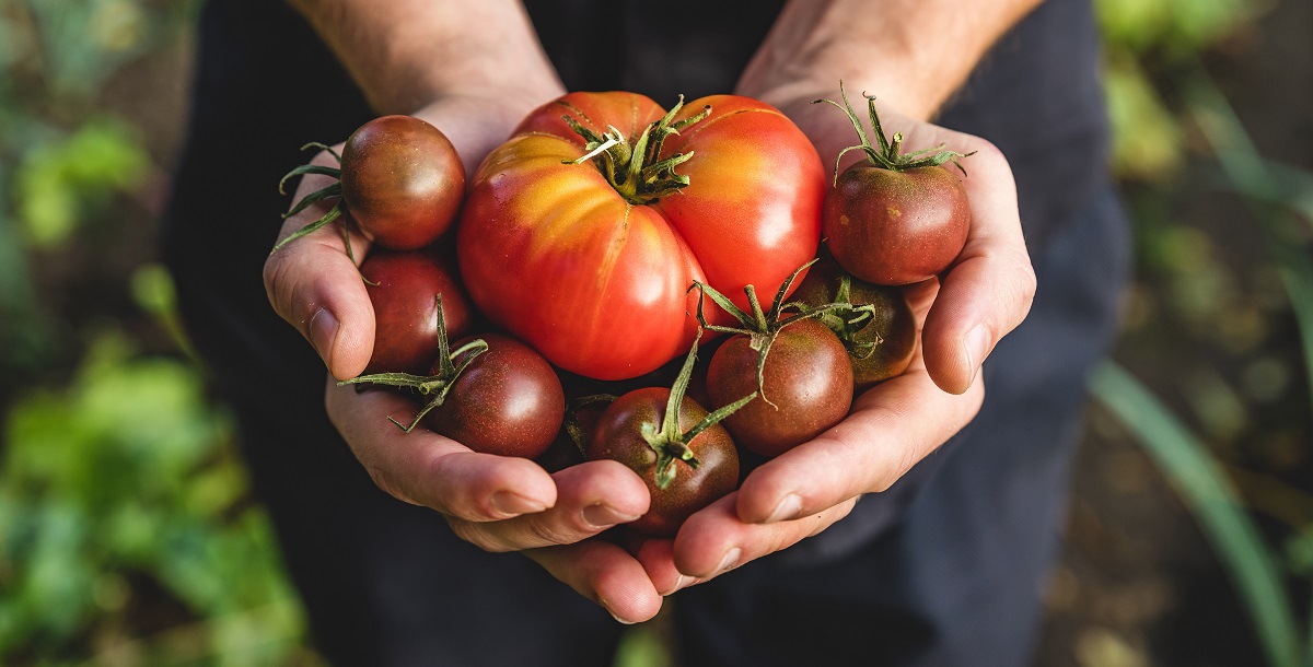 Tomatoes