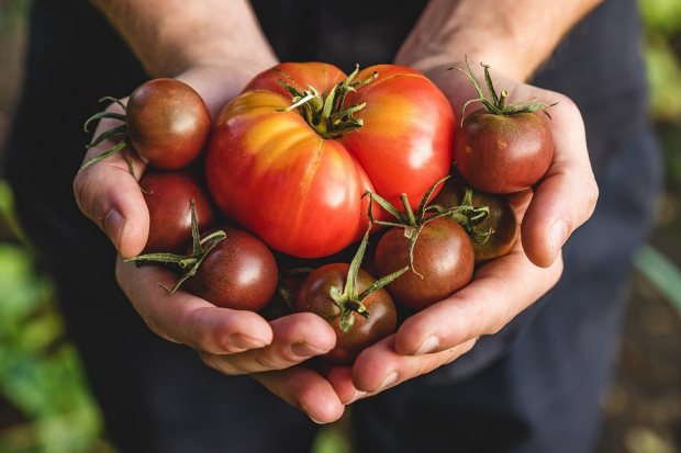 Tomatoes